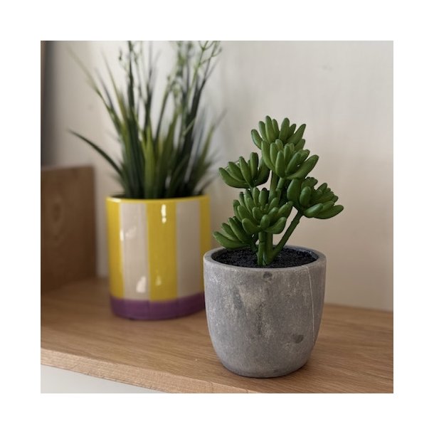 Sukkulent i krukke med potte