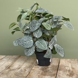 Fittonia i potte 34 cm
