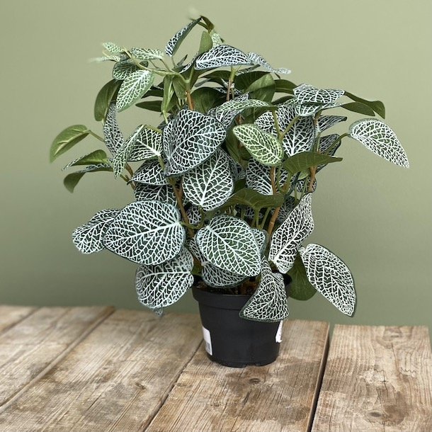 Fittonia i potte 34 cm