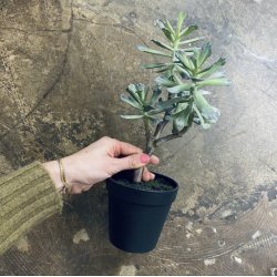 Huslg 4 hoveder i potte