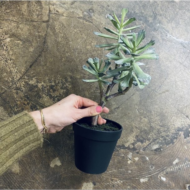 Huslg 4 hoveder i potte