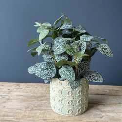 Fittonia i potte 34 cm