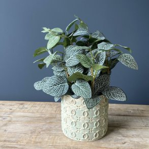 Fittonia i potte 34 cm