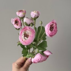 Lavendel stilk / Ranunkel stilk