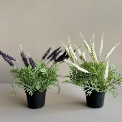 Mini lavendel 20 cm