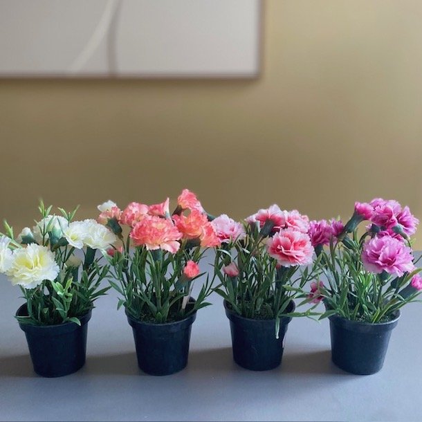 Miniblomst Nellike