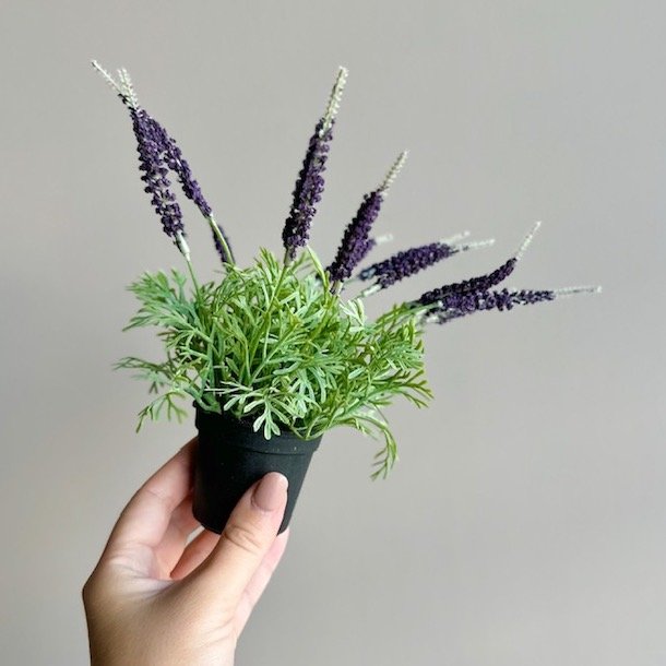 Mini lavendel 20 cm
