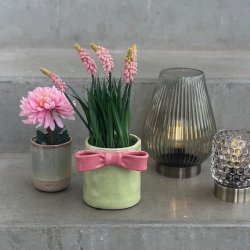 Perlehyacint i potte H 26 cm