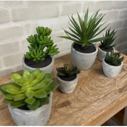 Sukkulent pakke 2 - st af 2