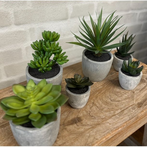 Sukkulent pakke 3 - st af 2