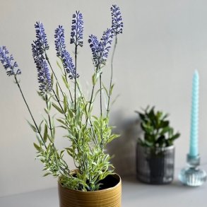 Lavendel 40 cm. lilla