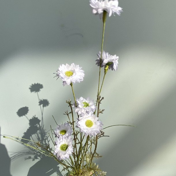 blomst lavendel