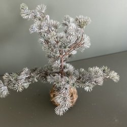 Cedertr med rod H50cm