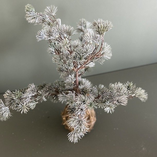 Cedertr med rod H50cm