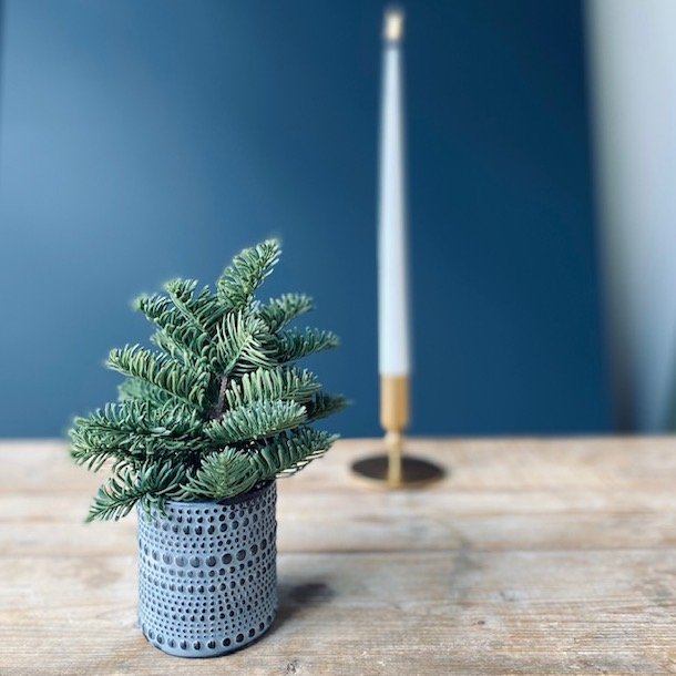 Grantr i potte 18-20 cm mix