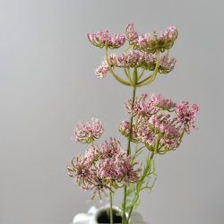 Skrmblomst rosa H 50 cm