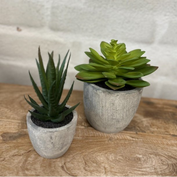 Sukkulent pakke 2 - st af 2