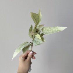 Eukalyptus stilk H 38cm