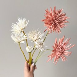 Georgine / Krysantemum stilke