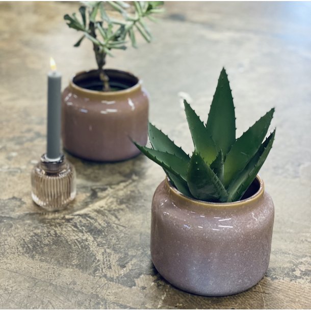 Aloe vera H33cm