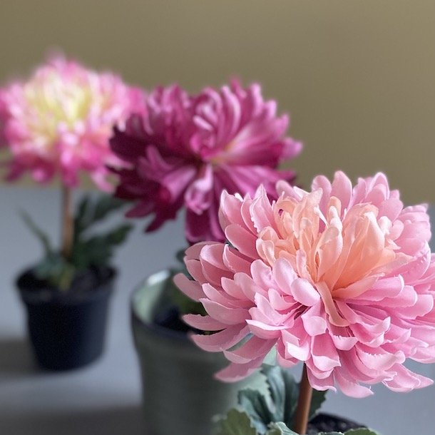 Chryssantmum