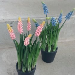 Perlehyacint i potte H 26 cm