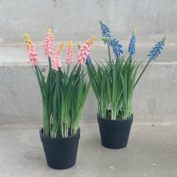 Perlehyacint i potte H 26 cm