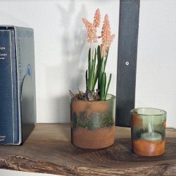 Perlehyacint p mos 25 cm