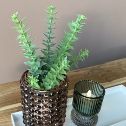 Sukkulent grn H 20 cm