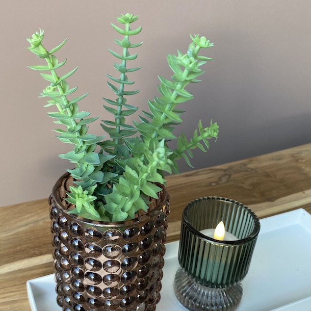 Sukkulent grn H 20 cm