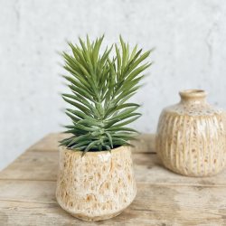 Sukkulent i potte H 17 cm