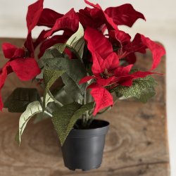 Julestjerne 9 cm potte H 25 cm