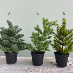 Grantr i potte 18-20 cm mix