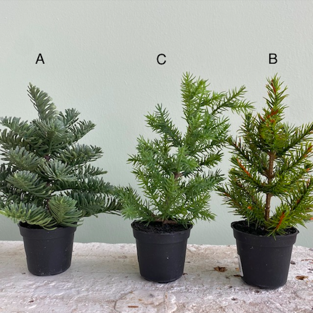 Grantr i potte 18-20 cm mix