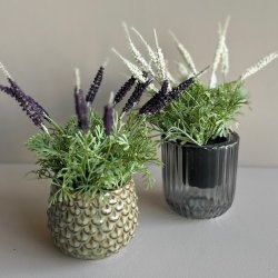 Mini lavendel 20 cm