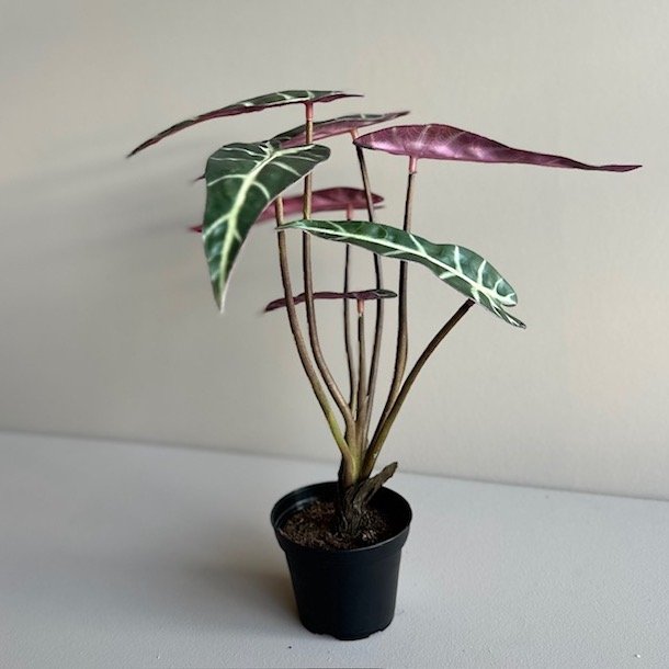 Alocasia 30 cm.