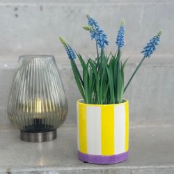 Urtepotte m/striber violet/gul glas