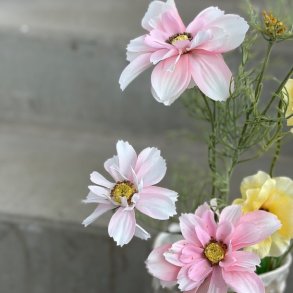 Stolt kavaler H 65 cm