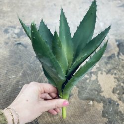 Aloe vera H33cm