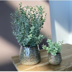 Eukalyptus i potte H40cm