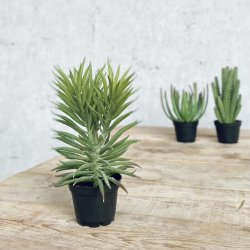 Sukkulent i potte H 17 cm