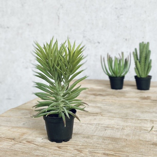 Sukkulent i potte H 17 cm