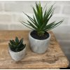 Sukkulent pakke 3 - st af 2