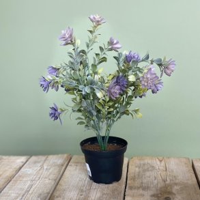 Sukkulent i potte 30 cm lilla