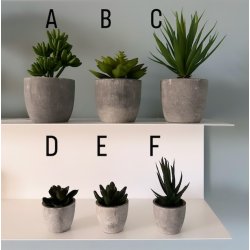 Sukkulent i krukke med potte