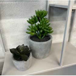 Sukkulent pakke 1 - st af 2