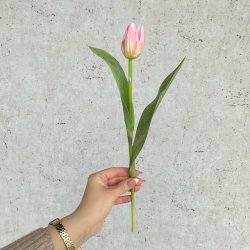 Tulipan rosa H 36