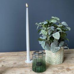 Fittonia i potte 34 cm