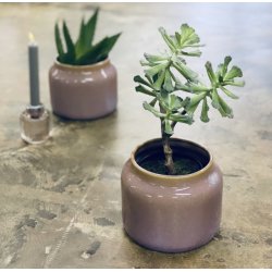 Huslg 4 hoveder i potte