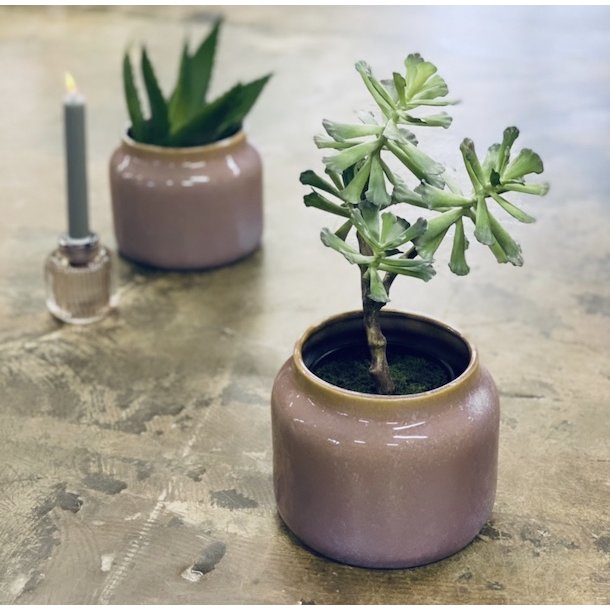 Huslg 4 hoveder i potte